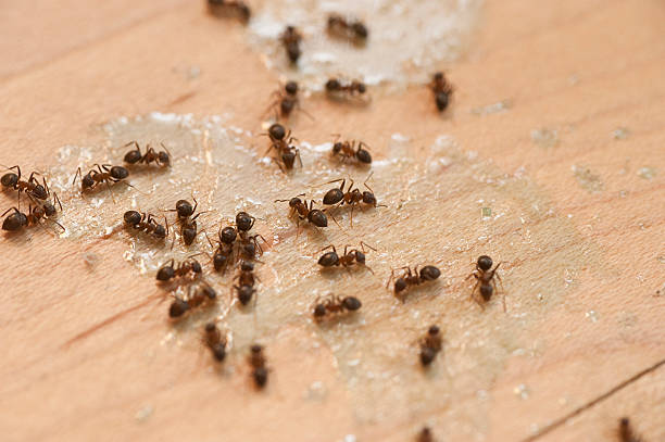 Professional Pest Control in North Lima, OH
