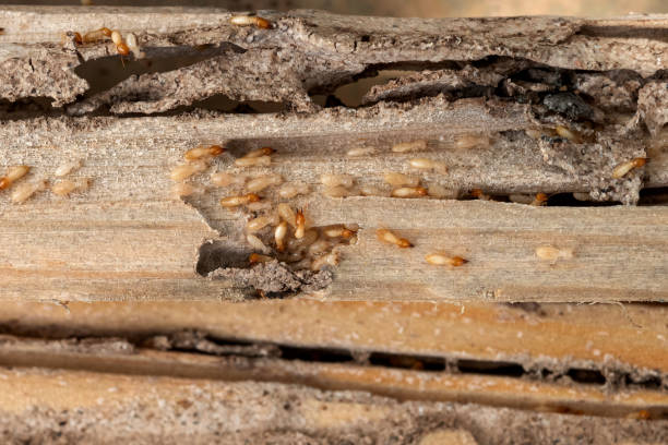Best Best Pest Control Near Me  in North Lima, OH